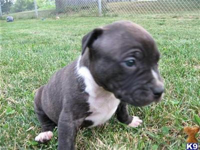 Puppies in COLDWATER